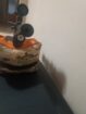Gamo Furia .177 (4.5mm) PCP Bull PuP 10Shot Bolt Action